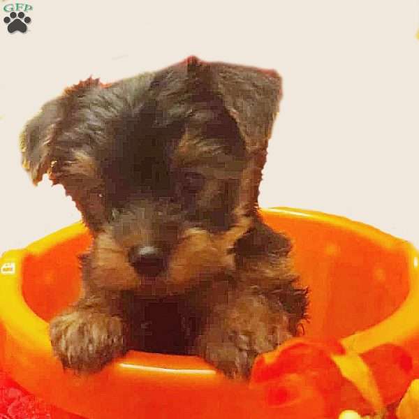 Cashe, Yorkie Puppy